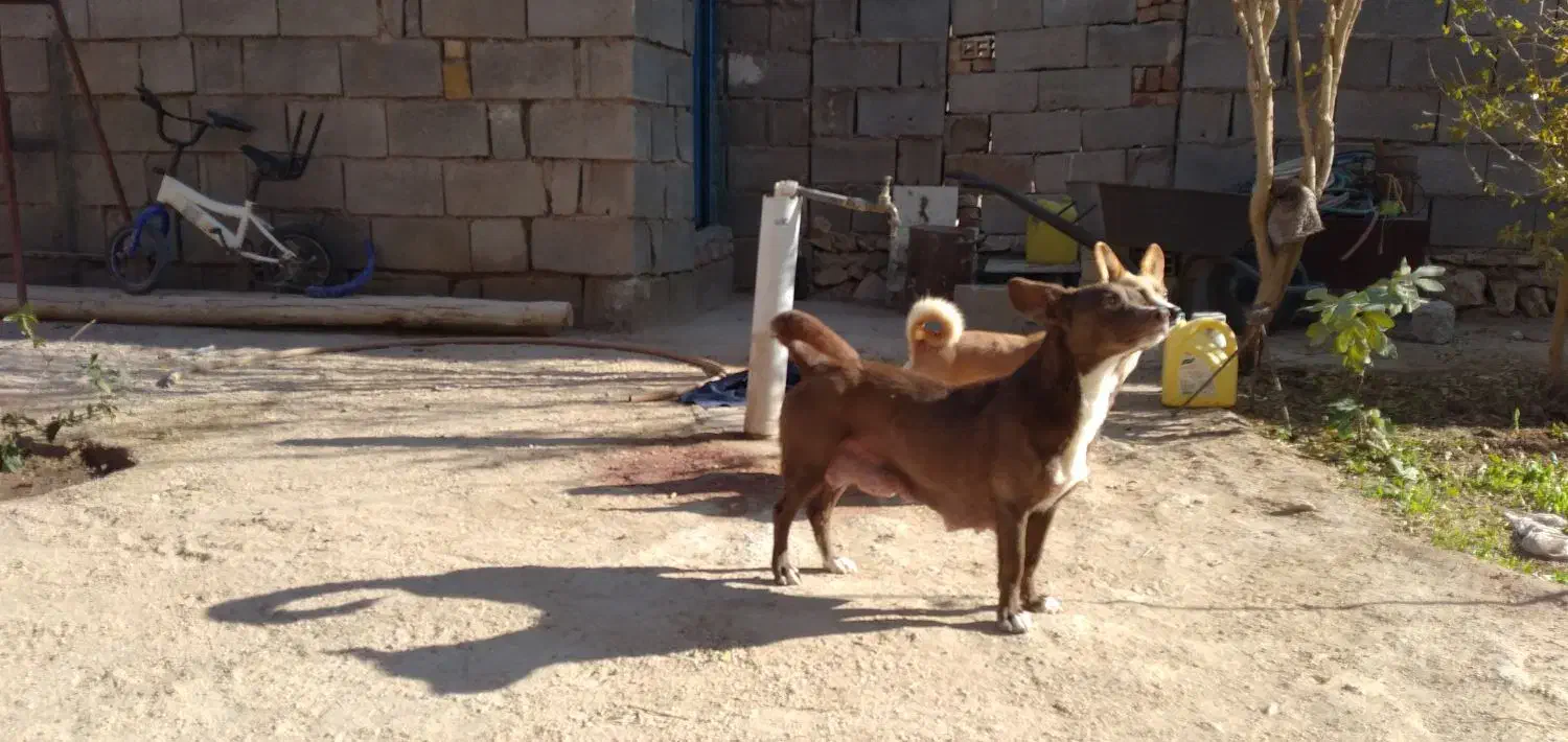 واگذاری توله پاکوتاه|سگ|شاهرود, |دیوار