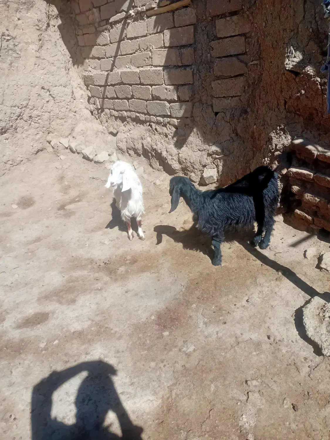 بزغاله ماده|حیوانات مزرعه|صحنه, |دیوار