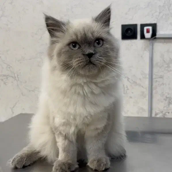 پرشین هیمالین زیبا|گربه|تبریز, |دیوار