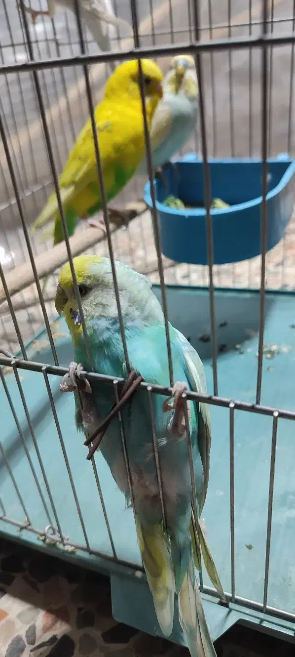 مرغ عشق رینبو اسپانگیل|پرنده|برازجان, |دیوار