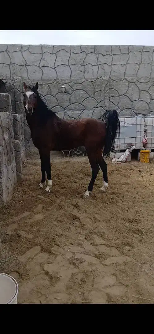 فروش چند راس اسب|اسب و تجهیزات اسبسواری|شهرکرد, |دیوار