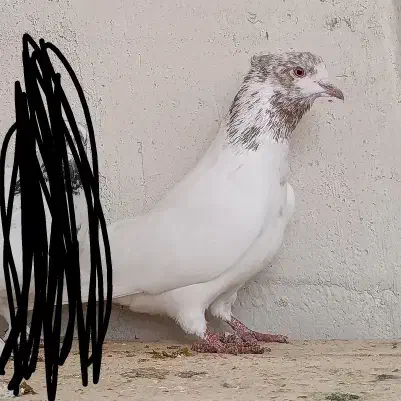 کبوتر رفتنی|پرنده|نقده, |دیوار