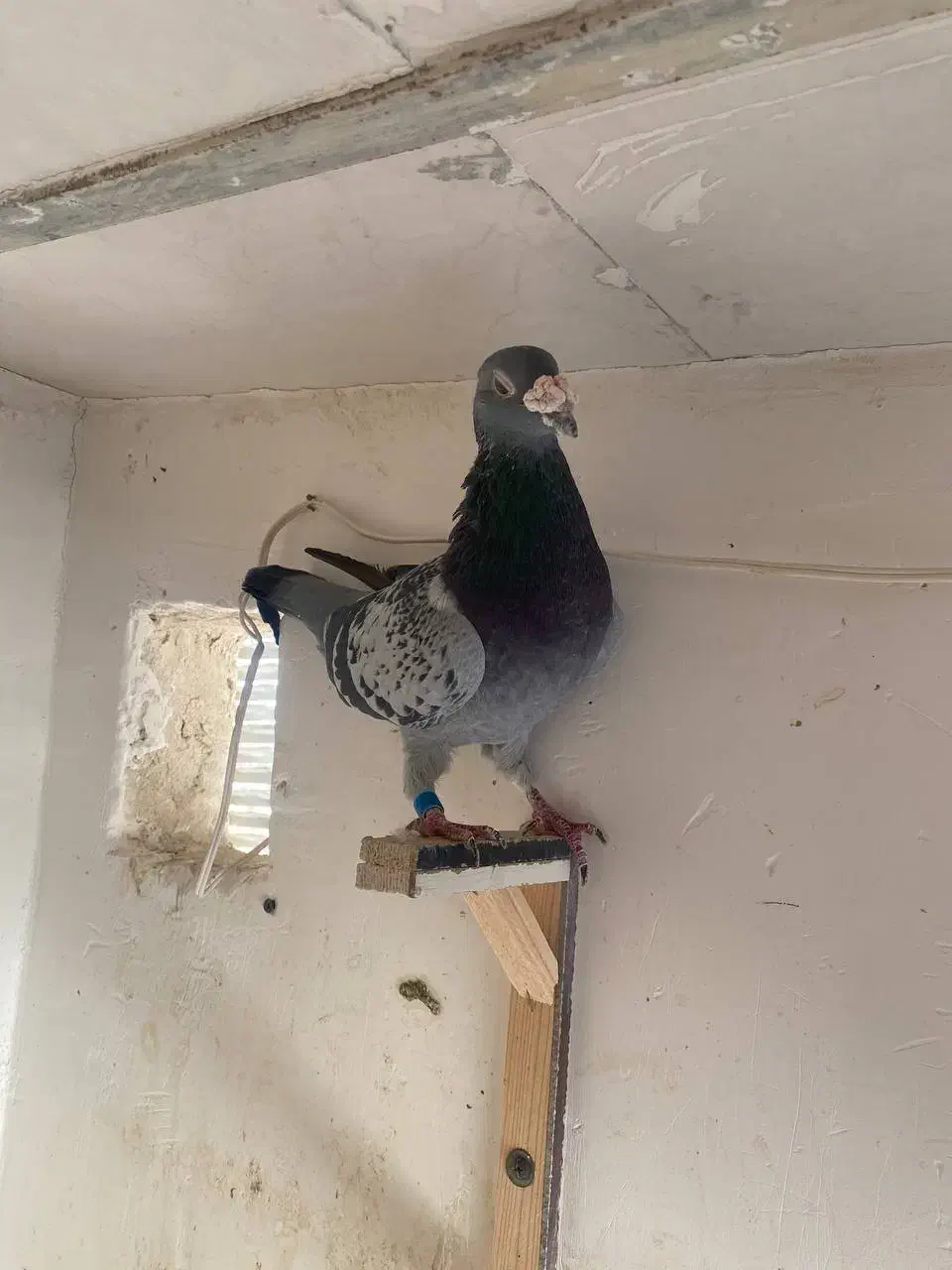 آلمانی|پرنده|مشهد, ادیب نیشابوری (شهرک غرب)|دیوار