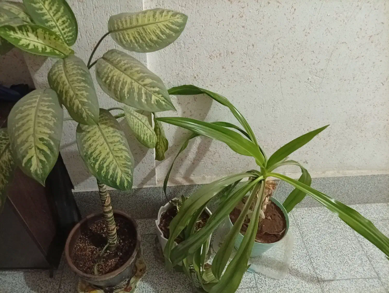 گل ها|گل و گیاه طبیعی|کازرون, |دیوار