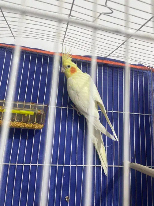 عروس هلندی|پرنده|مشهد, یوسفیه (شهرک غرب)|دیوار