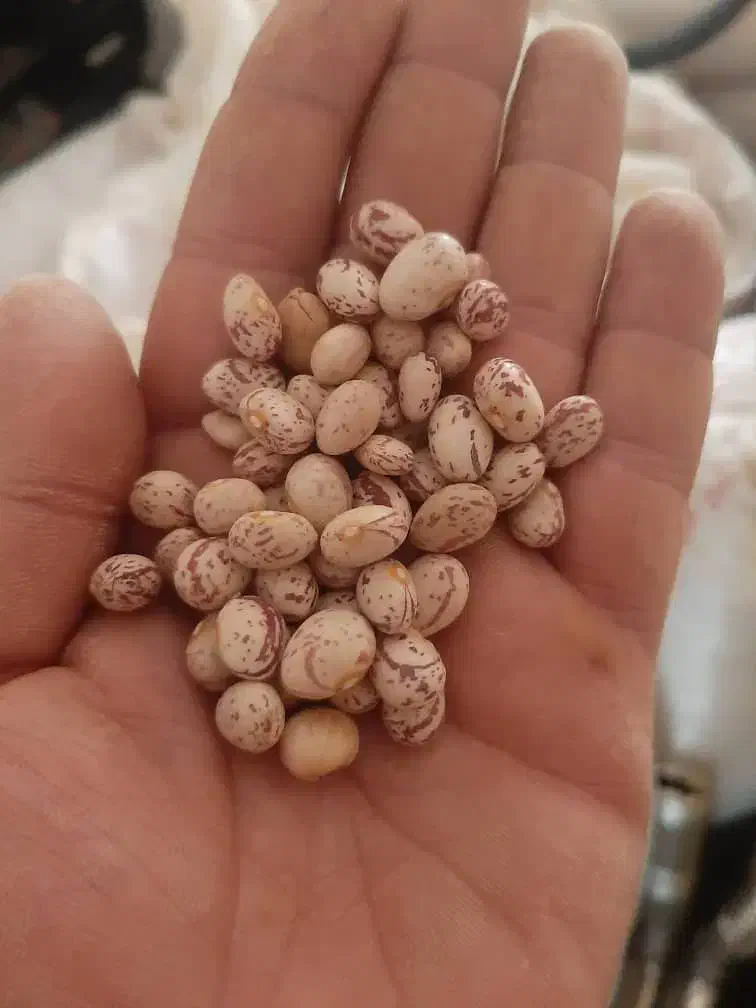 لوبیا چیتی درجه یک برداشت امسال|خوردنی و آشامیدنی|شهرکرد, |دیوار