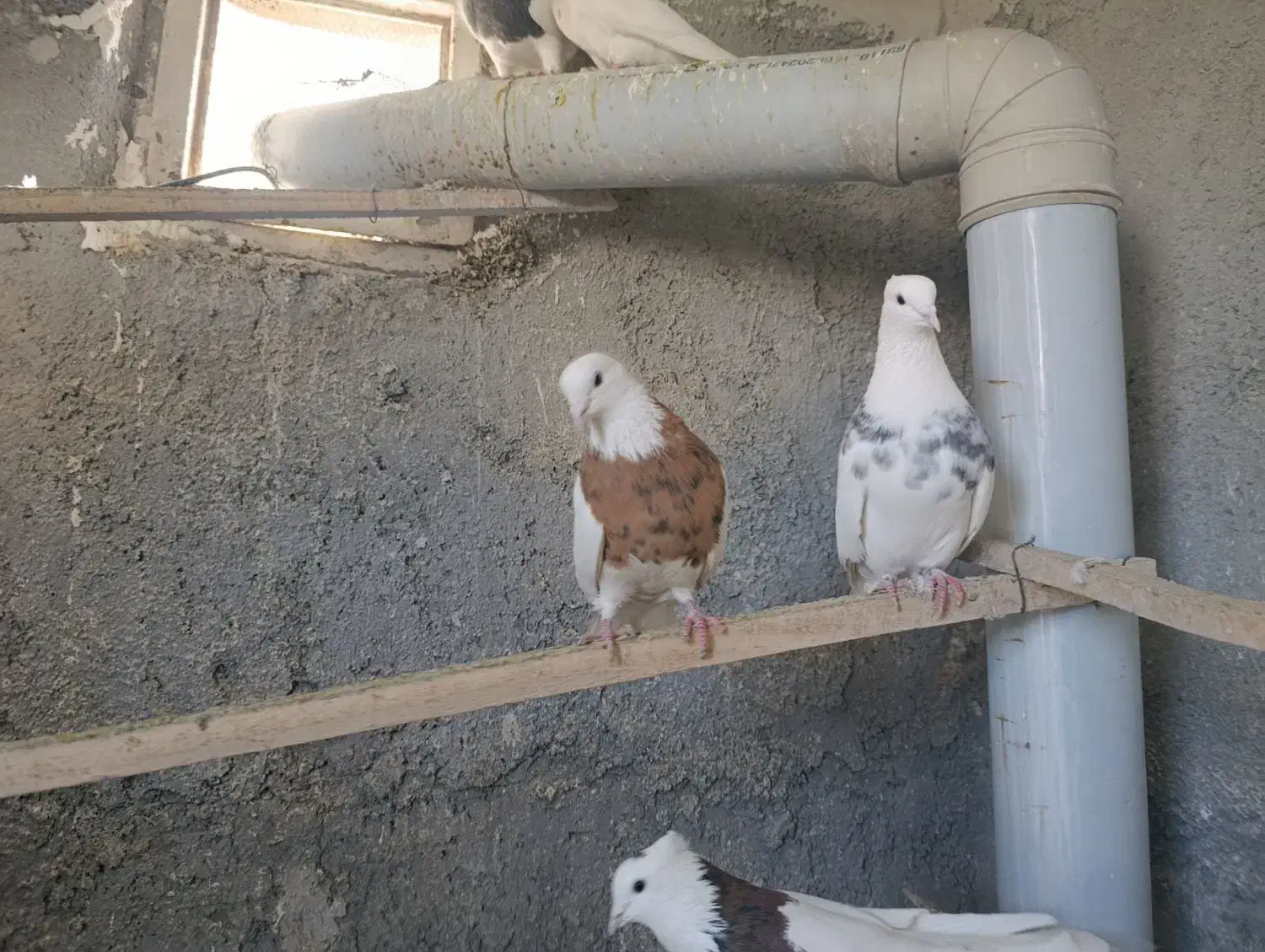 کبوتر|پرنده|سنندج, |دیوار