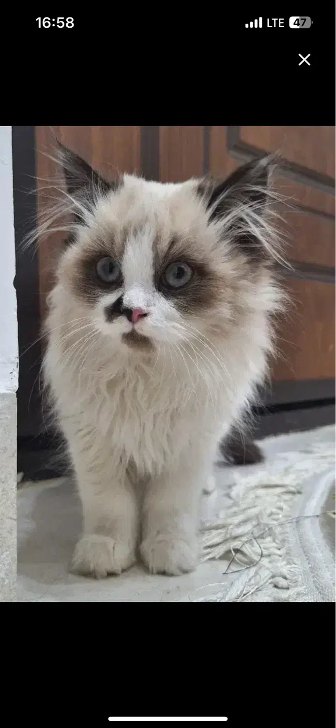 گربه رگدال پنج ماهه|گربه|اصفهان, برازنده|دیوار