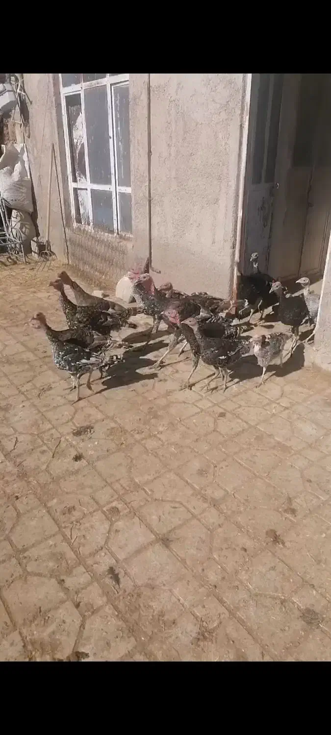 بوقلمون نر و ماده|حیوانات مزرعه|مشهد, شهرک مهرگان|دیوار