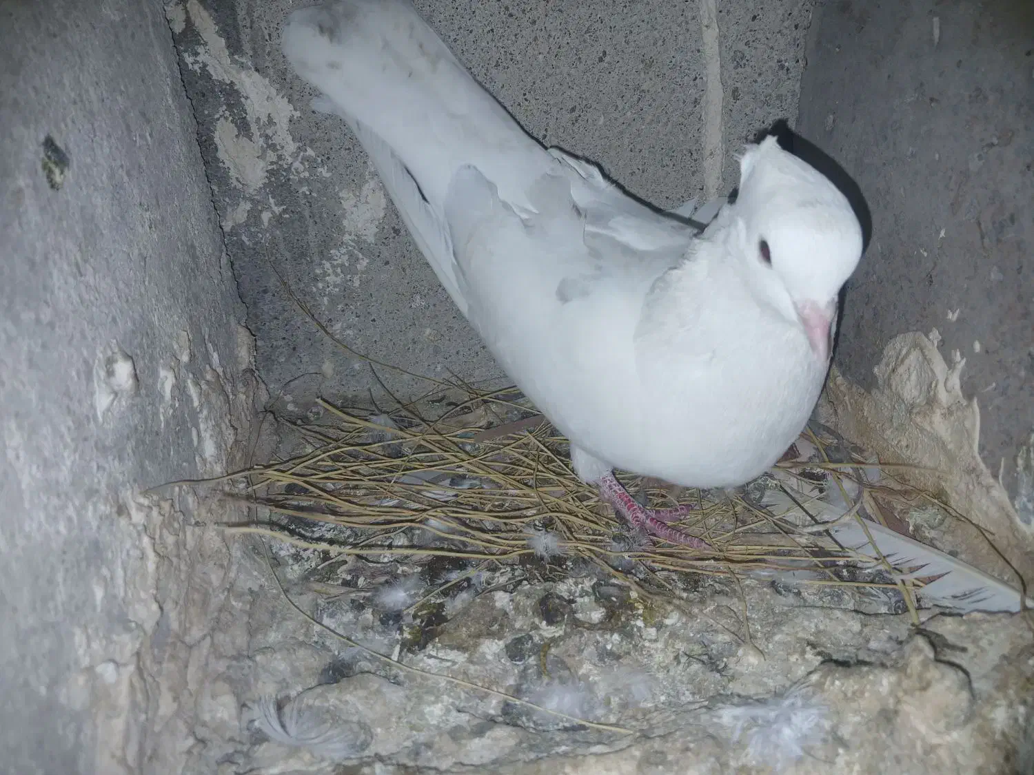 پلاکی و خوشونه|پرنده|پلدختر, |دیوار