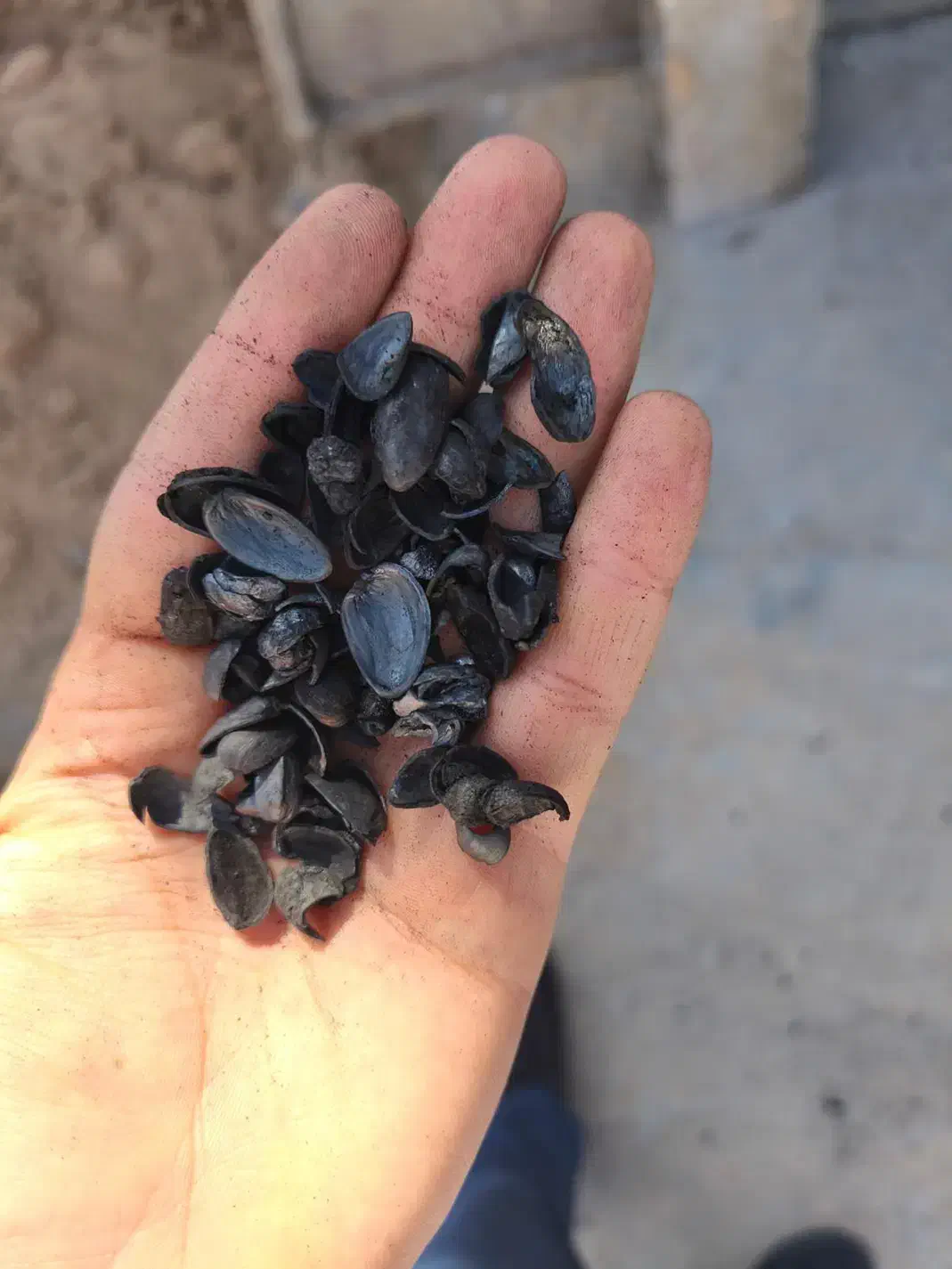 خریدار کربن پسته، بادام ، فندق|خدمات باغبانی و درختکاری|یزد, |دیوار