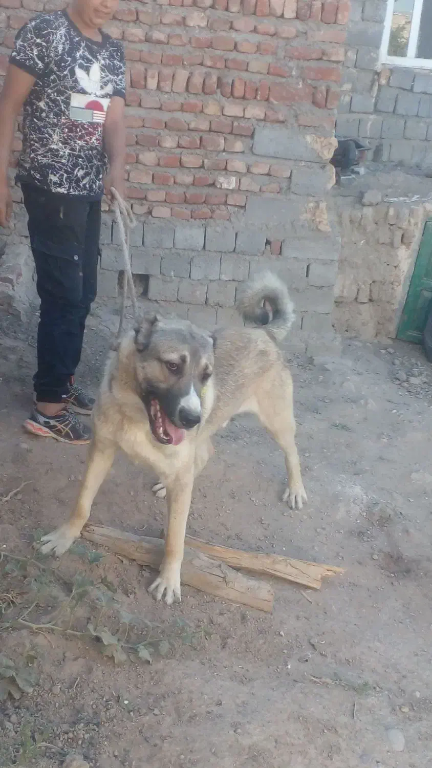 سگ گله ای نگهبان|سگ|هشترود, |دیوار