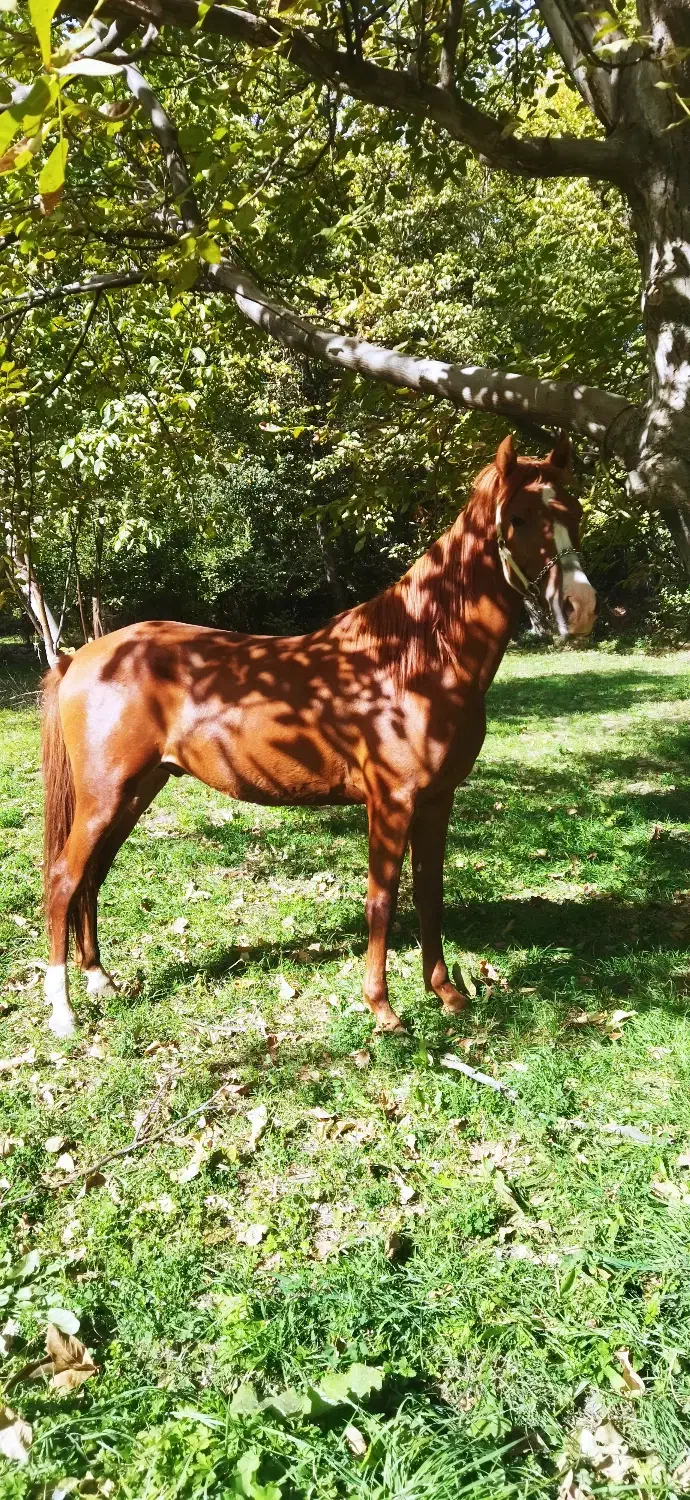 اسب نریان|اسب و تجهیزات اسبسواری|قیدار, |دیوار