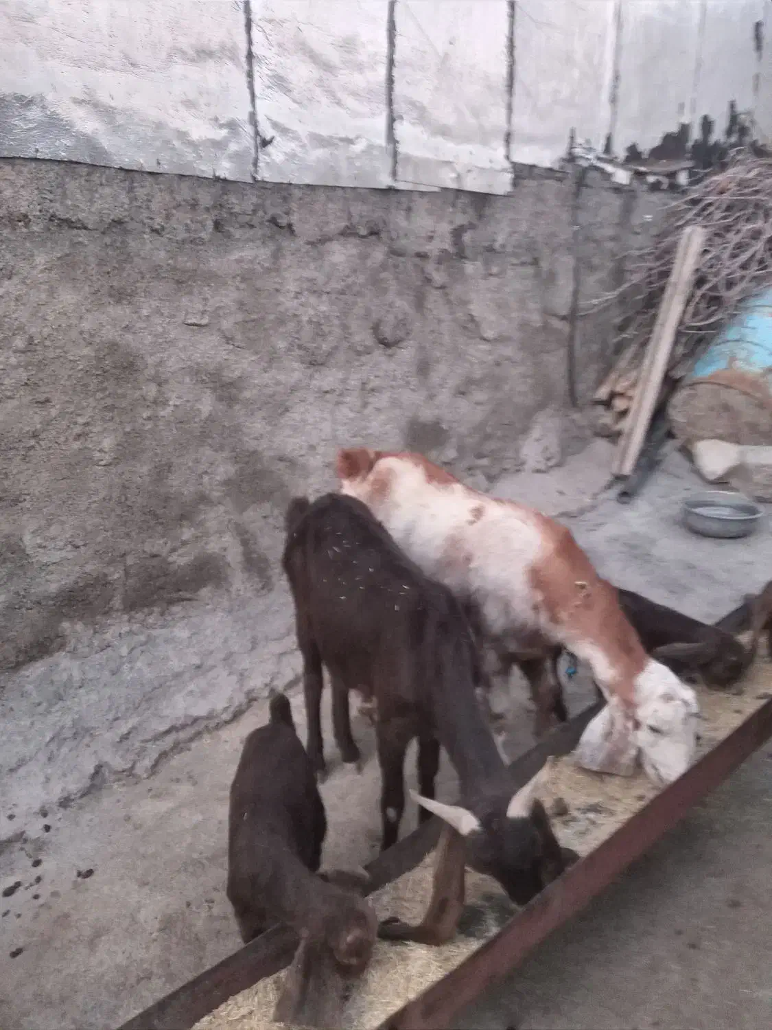 بز خارجی|حیوانات مزرعه|سیوان, |دیوار