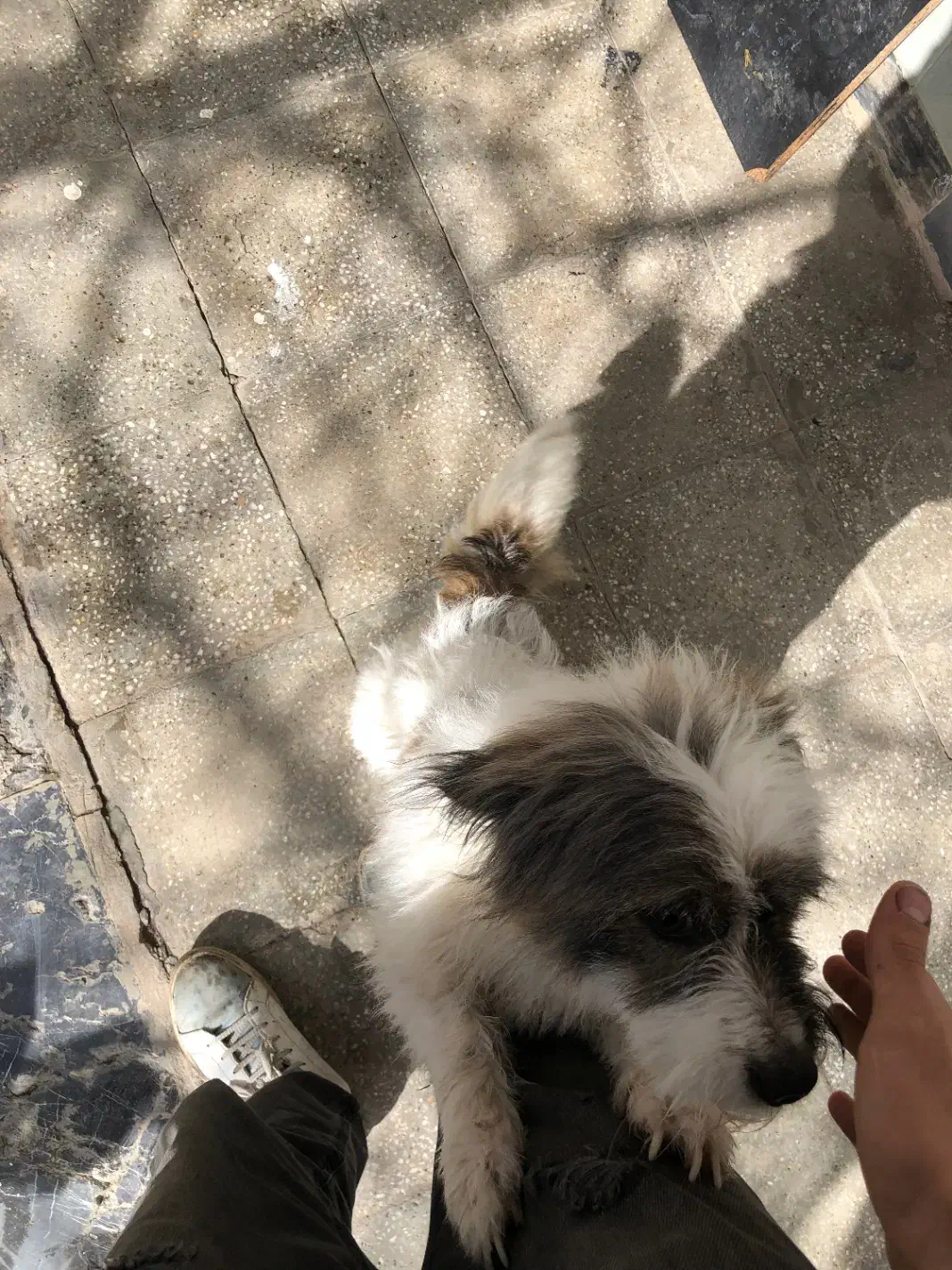 سگ پاکوتاه|سگ|بجنورد, |دیوار