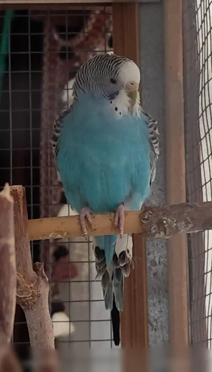 مرغ عشق|پرنده|یزد, |دیوار