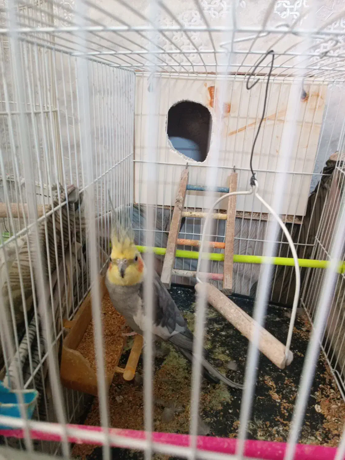 عروس هلندی نر|پرنده|قوچان, |دیوار