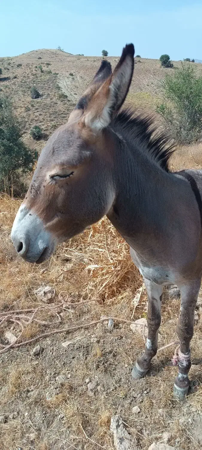 الاغ نر مناسب سواری|حیوانات مزرعه|ارژن, |دیوار