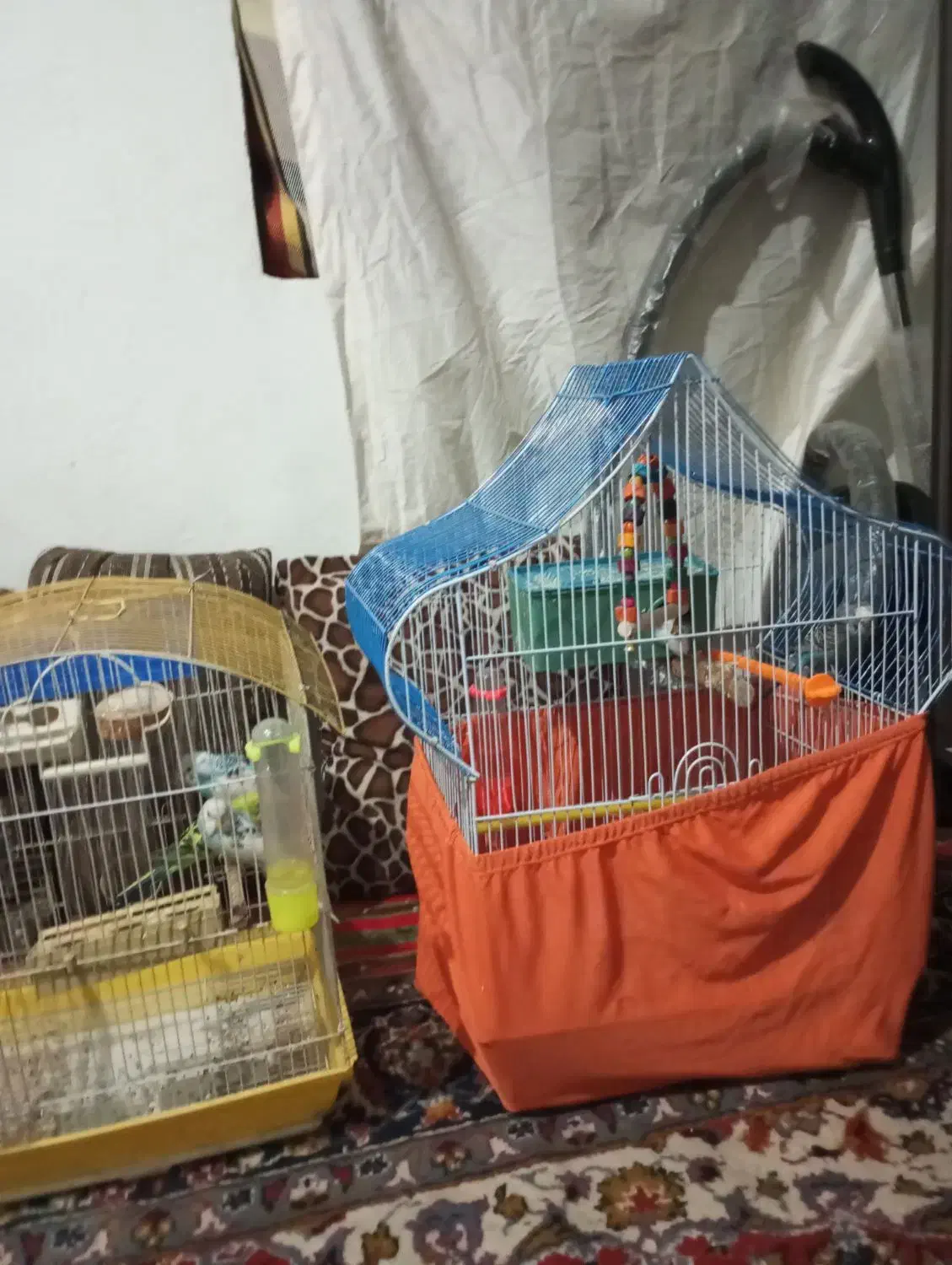 مرغ عشق|پرنده|تهران, هرندی|دیوار