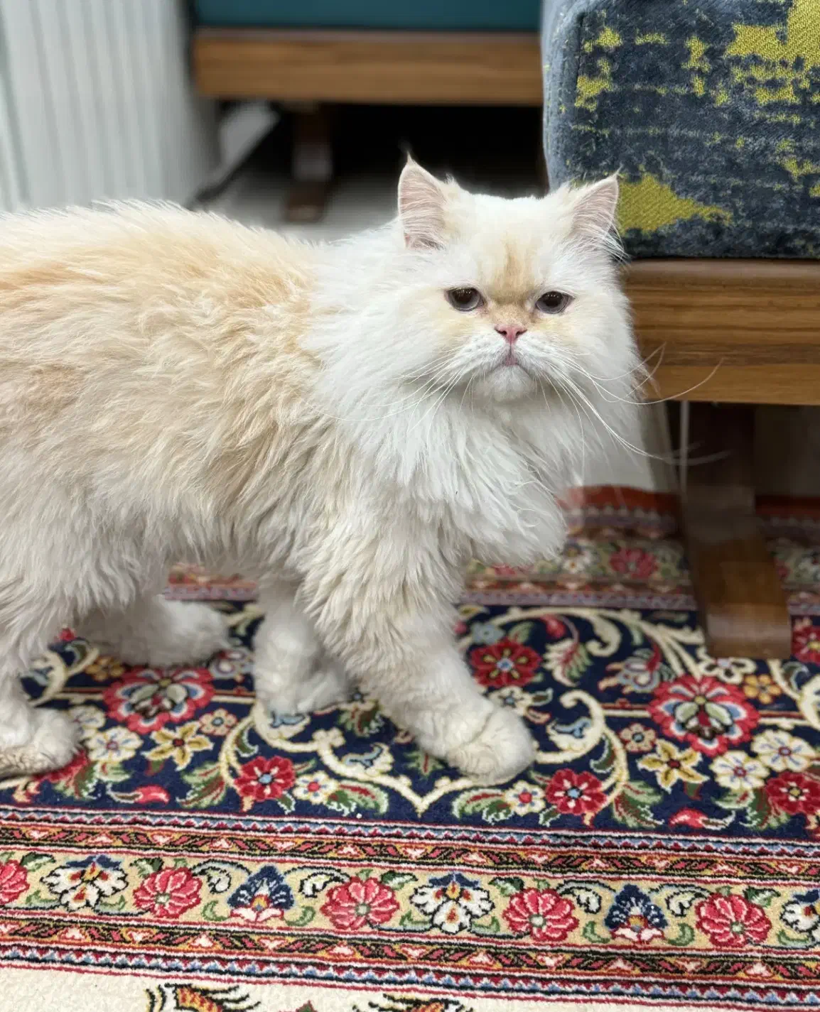 گمشده|حیوانات|تهران, سلسبیل شمالی|دیوار