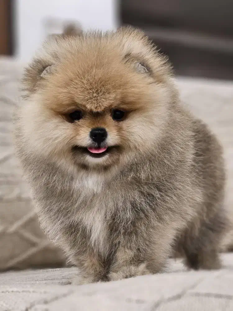 پامر خرسی ،عروسکی،روباهی|سگ|شیراز, اصلاح‌نژاد|دیوار