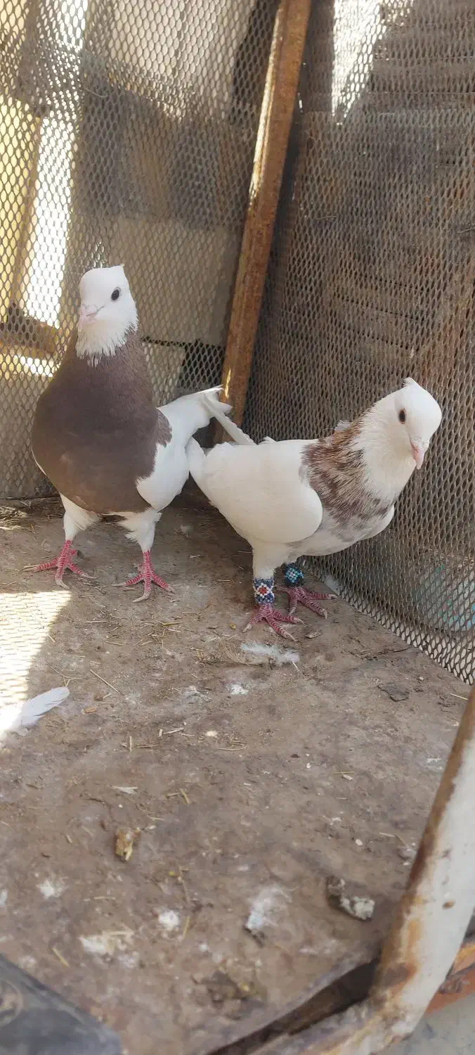 جفت طوقی|پرنده|بافق, |دیوار