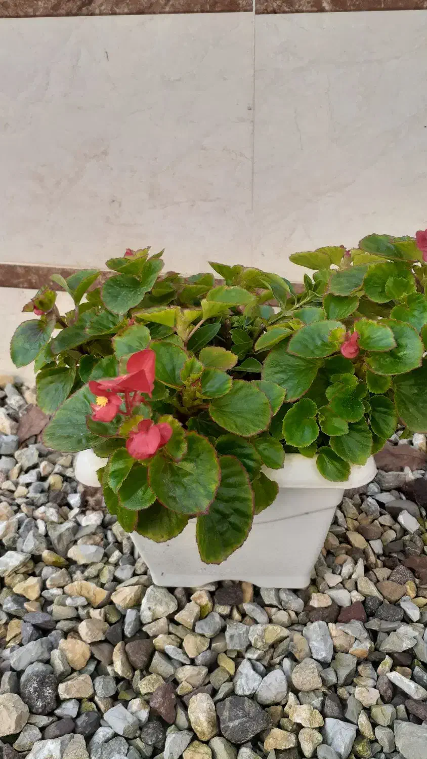 گلهای طبیعی سانسوریا ویشم|گل و گیاه طبیعی|بندر انزلی, چهارفریضه|دیوار