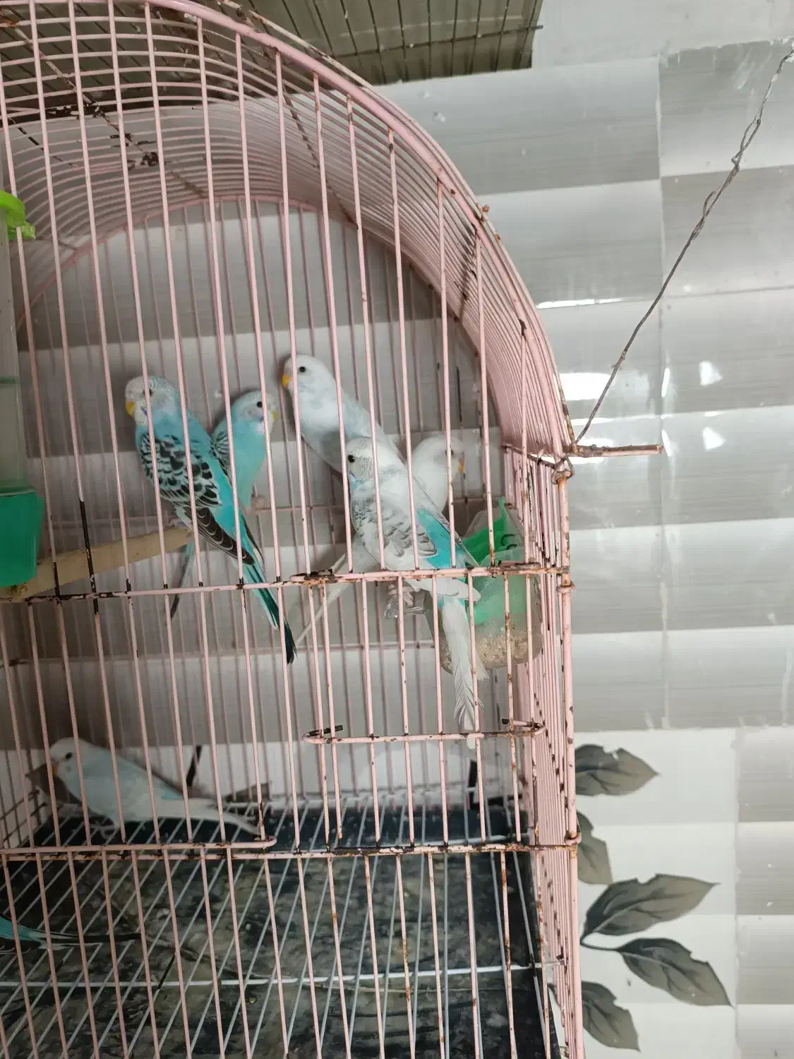 مرغ عشق|پرنده|رشت, پل تالشان|دیوار