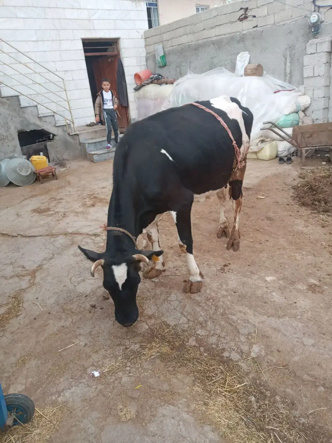 گاو شیری با گوساله ماده سیمینتال|حیوانات مزرعه|مشگین شهر, |دیوار