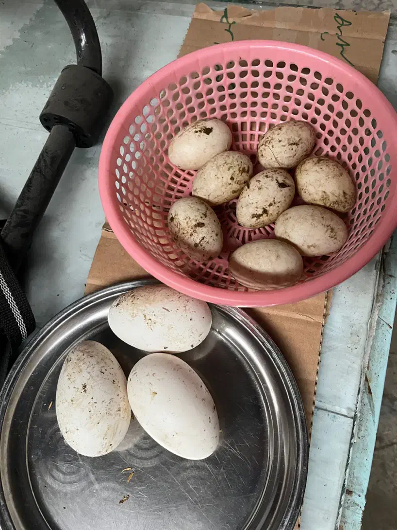 تخم غاز و اردک فروشی|حیوانات مزرعه|قائم‌شهر, |دیوار