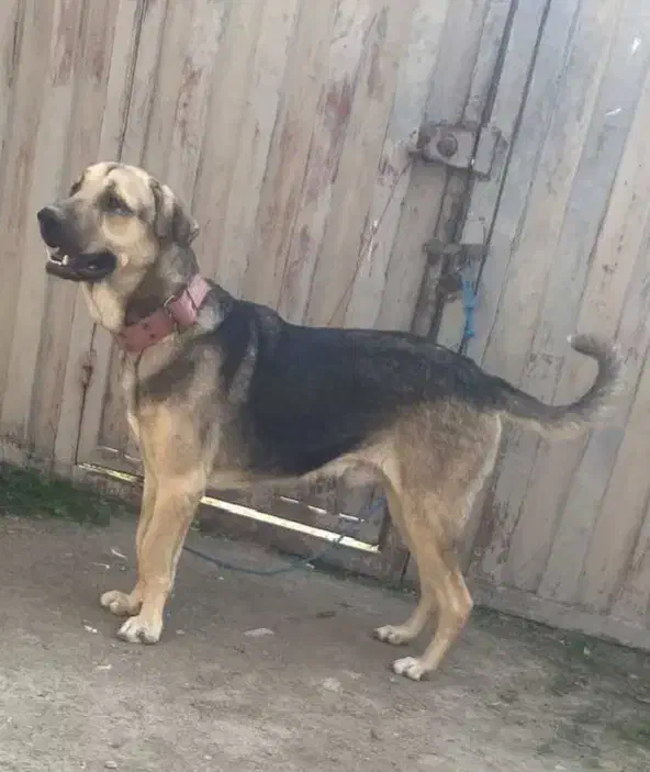 سگ پژدر|سگ|گرگان, |دیوار