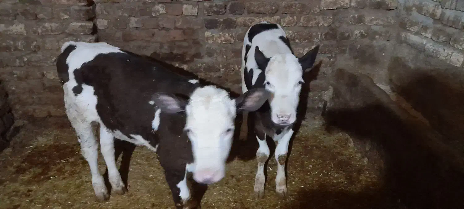 گوساله ماده|حیوانات مزرعه|بیلوار, |دیوار