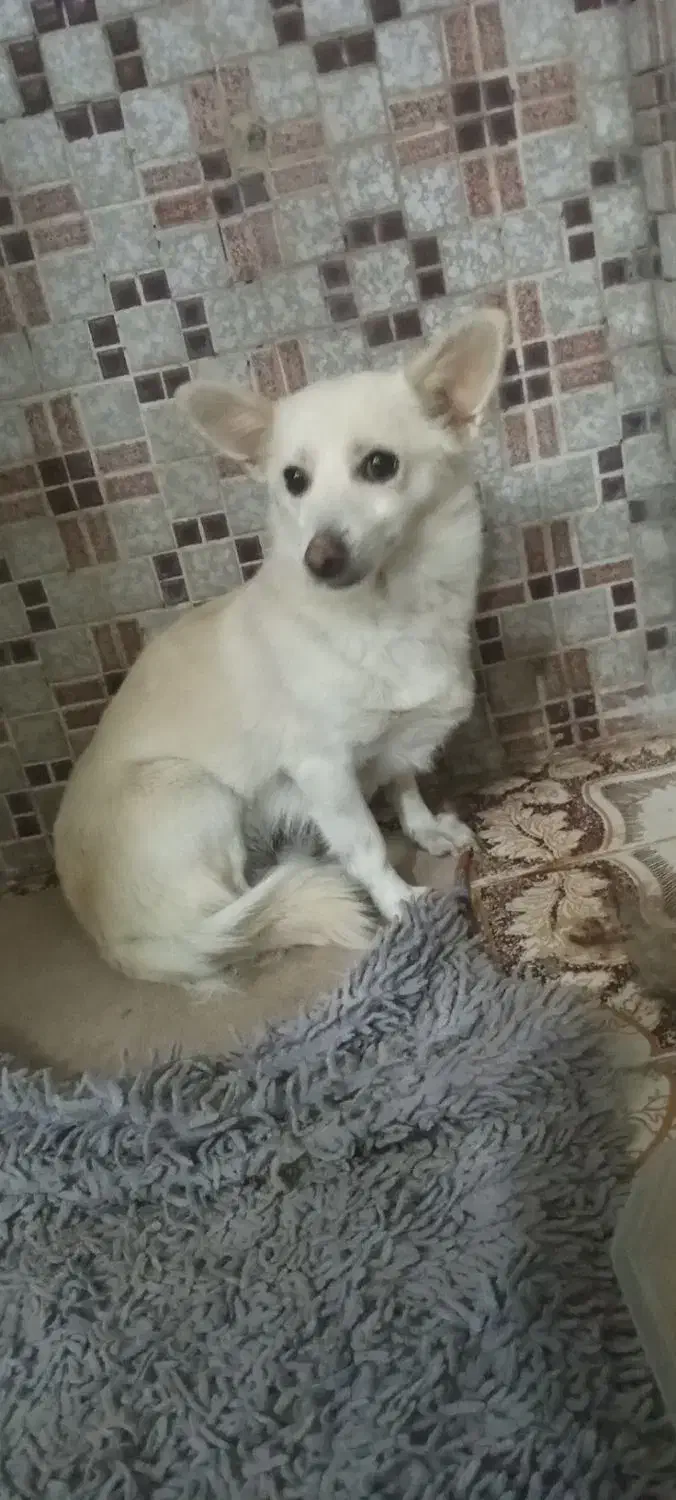 پامر2/5ساله تربیت شده جفت خورده واگذاری|سگ|زنجان, |دیوار