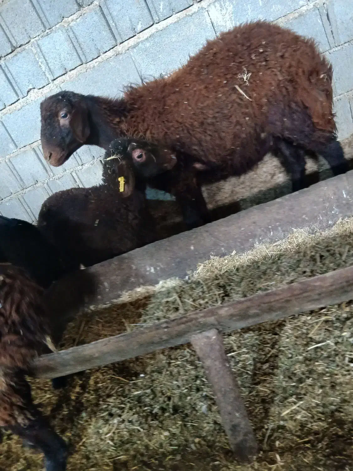 بره قوچ هترو|حیوانات مزرعه|شیراز, محمدیه|دیوار