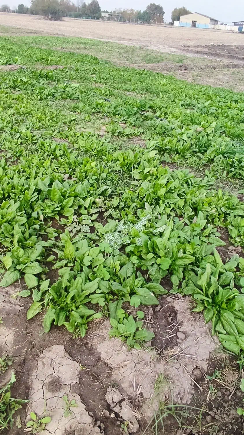 فروش اسفناج محلی گنبد حسن اباد کیلویی 30تومن|خوردنی و آشامیدنی|گنبد کاووس, |دیوار