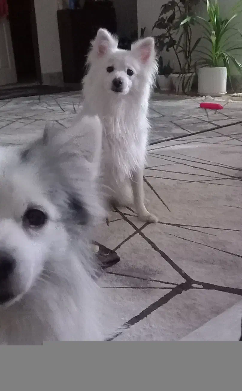 واگذاری اشپیتز|سگ|گلبهار, شهر جدید گلبهار|دیوار