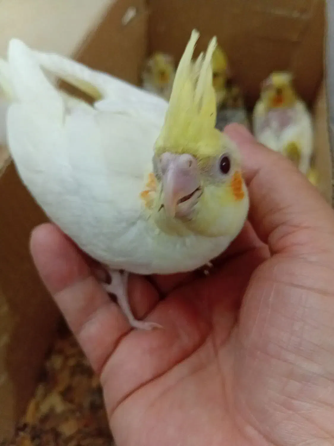 فروش تعدادی جوجه سرلاکی عروس هلندی|پرنده|کرمان, |دیوار