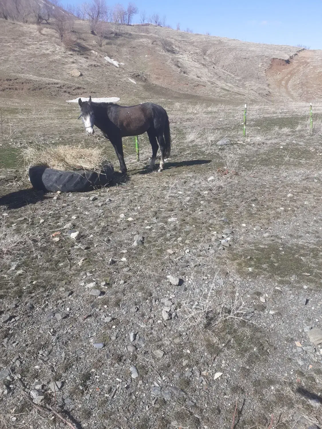 اسب|اسب و تجهیزات اسب‌سواری|ارومیه, |دیوار