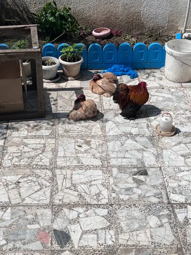 کوشین گلدویتن|حیوانات مزرعه|لشت نشا, |دیوار