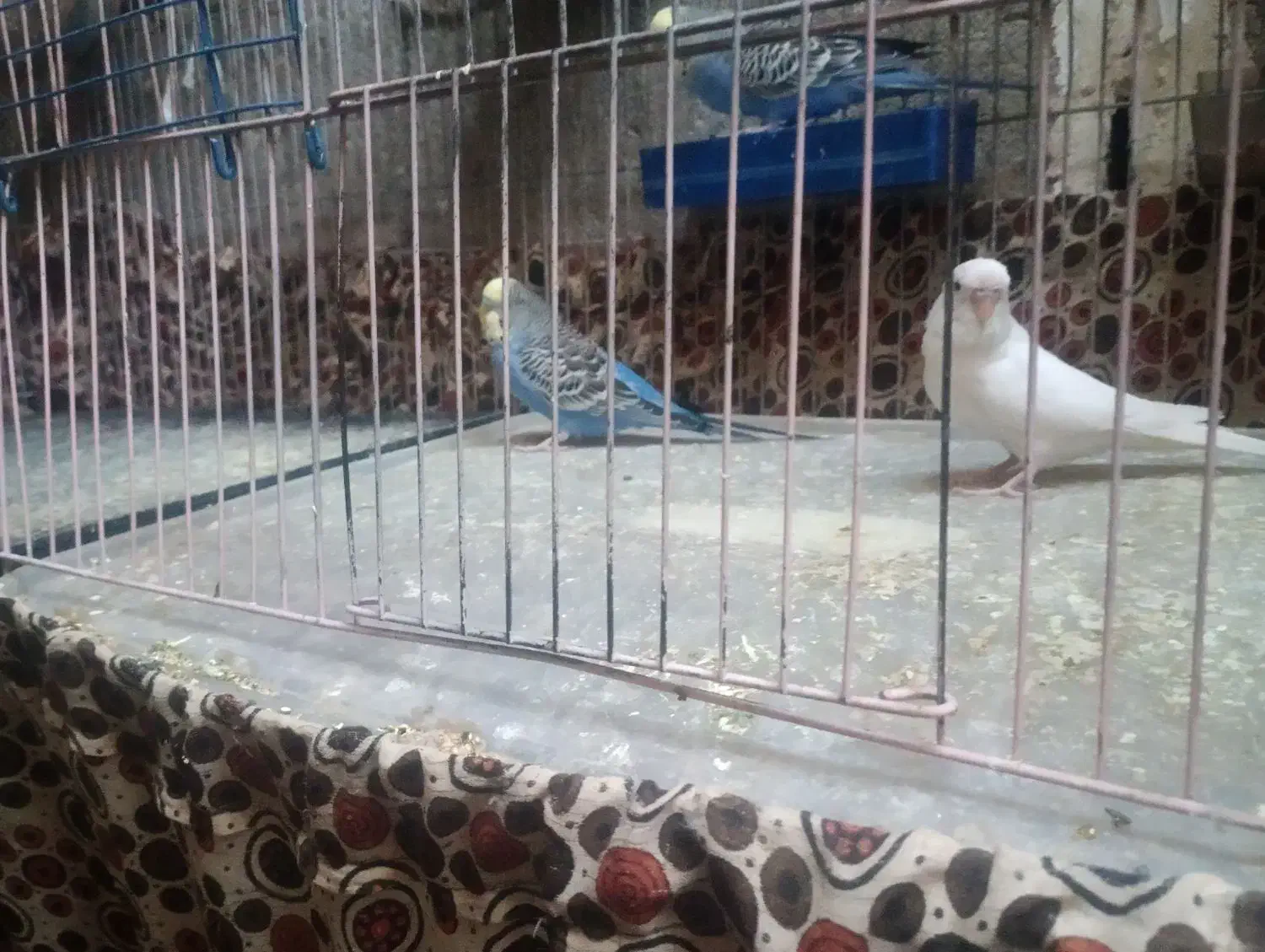 مرغ عشق|پرنده|سراوان, |دیوار