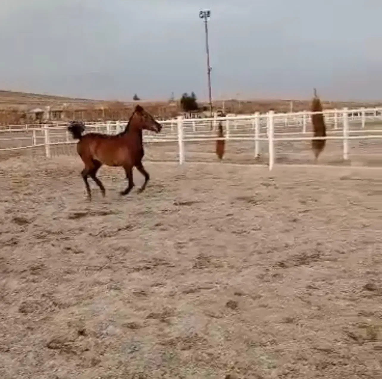 کره مادیان کرد|اسب و تجهیزات اسب‌سواری|کرمانشاه, |دیوار