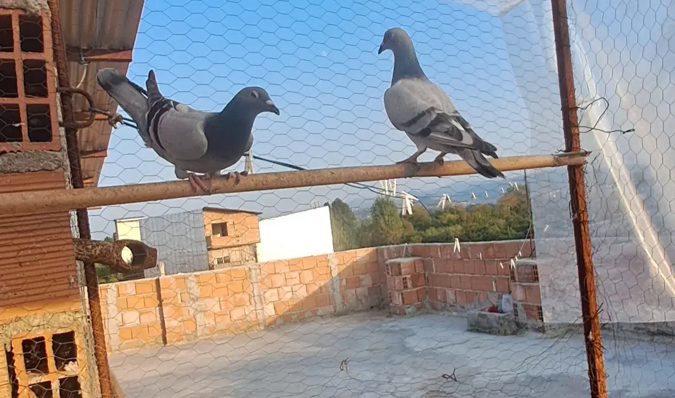 چند جفت کبوتر مولد به شرط|پرنده|ساری, |دیوار