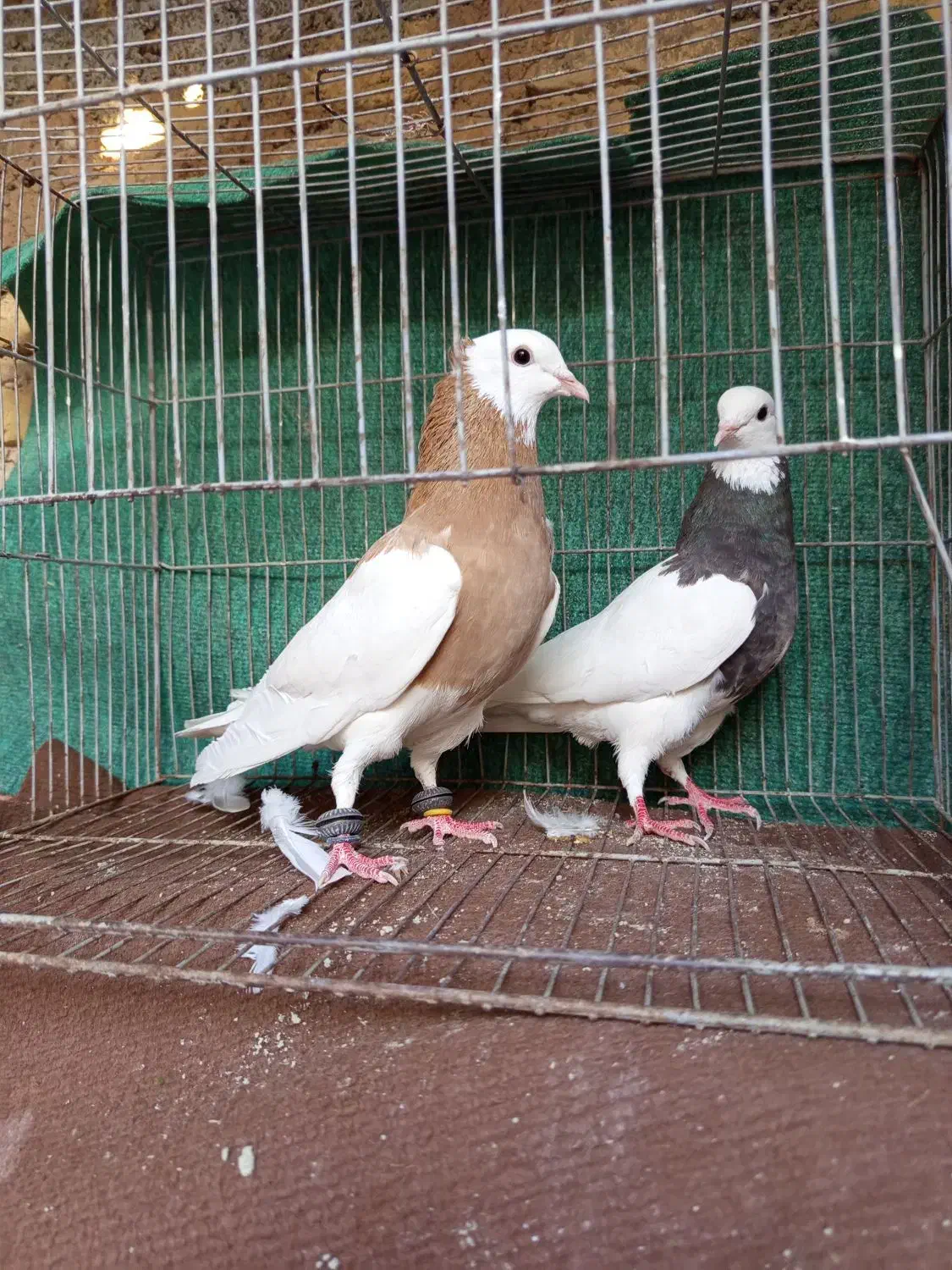 پرنده،کفتر،طوقی|پرنده|نیشابور, سرآب کوشک|دیوار