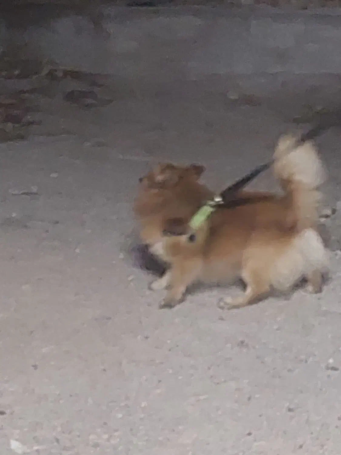 سگ پامرخرسی|حیوانات|اهواز, شهرک رزمندگان|دیوار