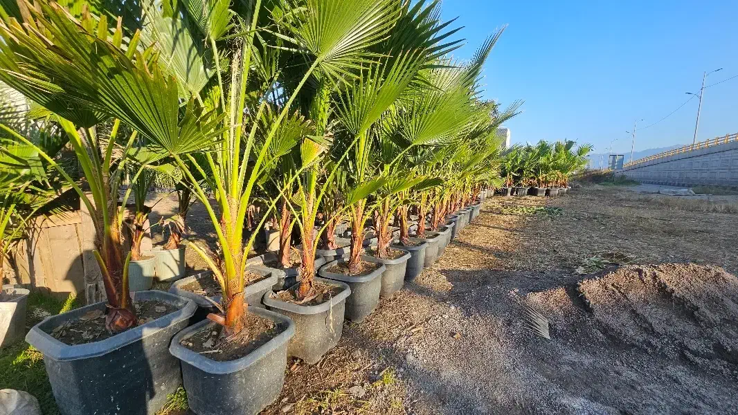 دنیای پالم|خدمات باغبانی و درختکاری|لاهیجان, طالقانی|دیوار