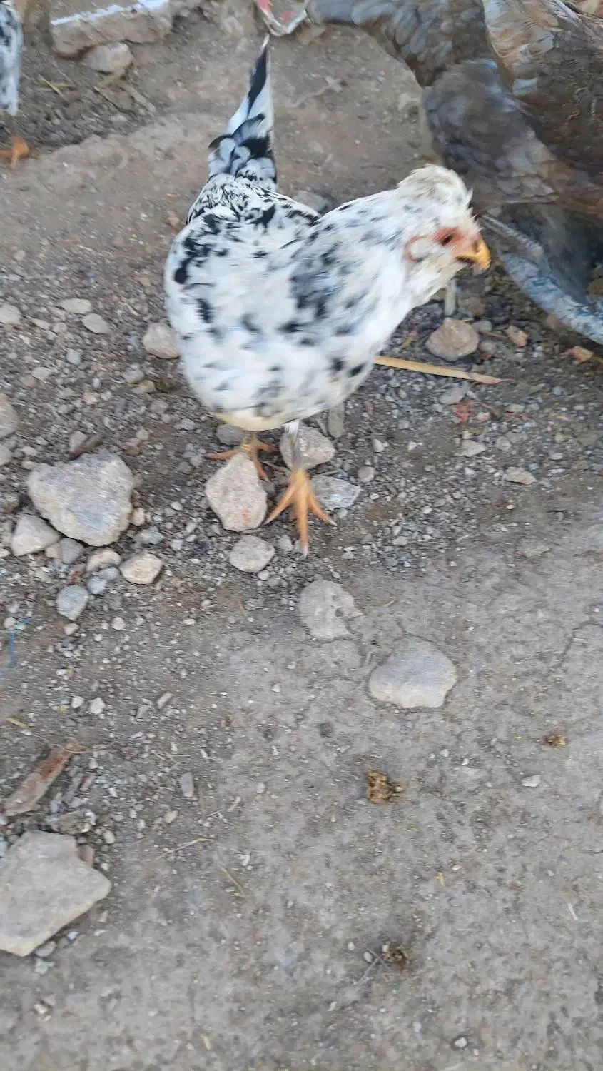 وارک گلین|حیوانات مزرعه|سرپل ذهاب, |دیوار