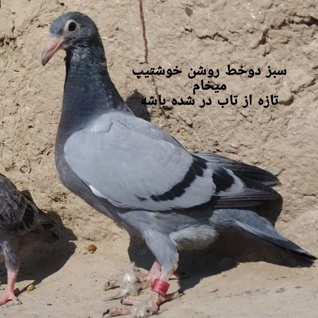 سبز دو خط روشن خوشتیپ|پرنده|بجنورد, |دیوار