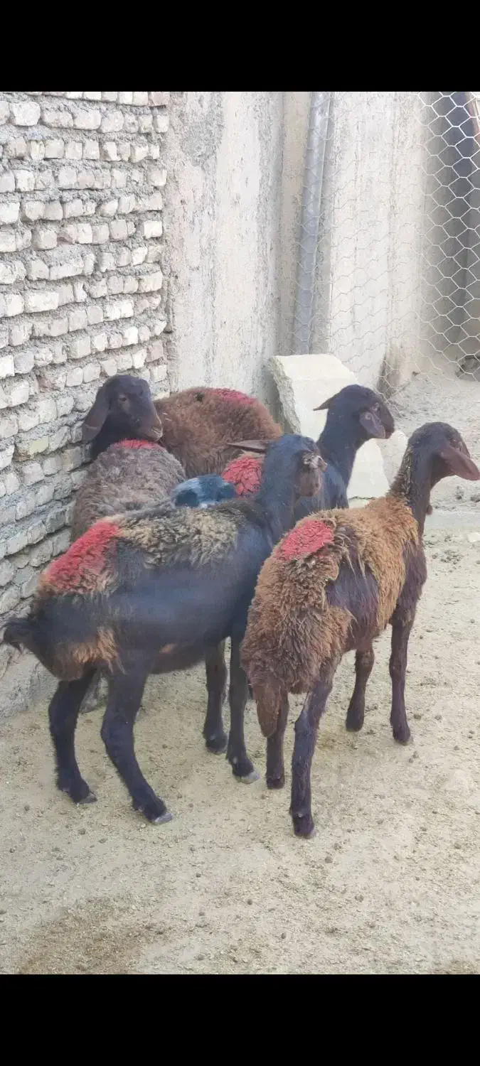 بره ماده افشاری|حیوانات مزرعه|محمدیه-قزوین, |دیوار