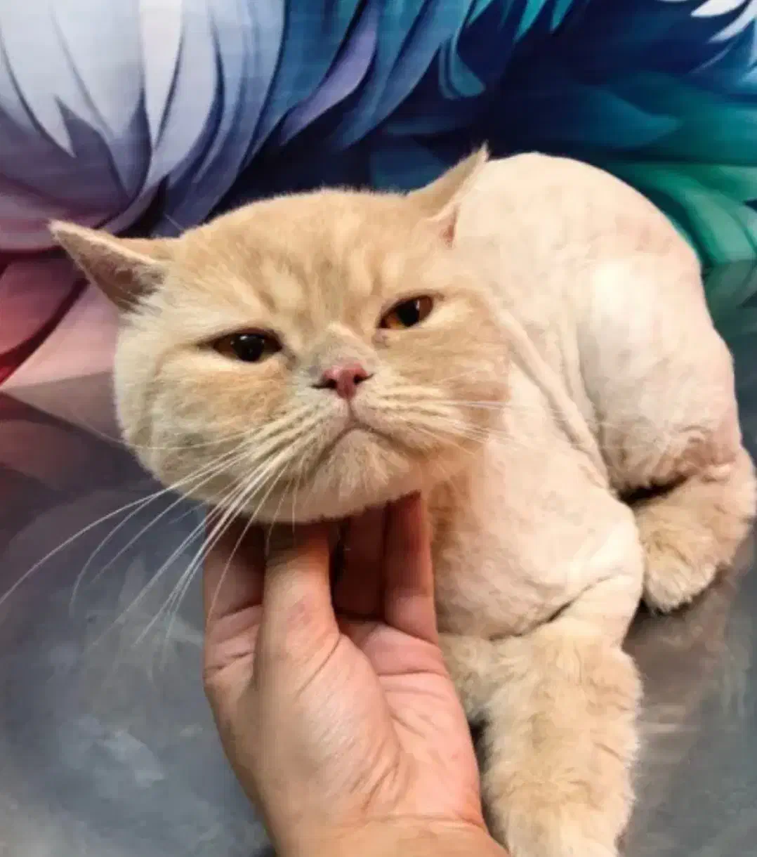 آرایشگر حیوانات اصلاح و شست و شوی سگ و گربه|خدمات آرایشگری و زیبایی|پردیس, فاز ۱۱|دیوار