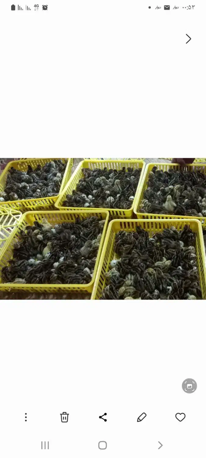 جوجه بلدرچین۲روزه|حیوانات مزرعه|زاهدان, |دیوار